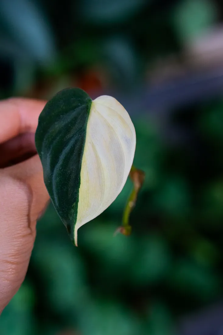 Odrezok Halfmoon Philodendron Micans variegatum