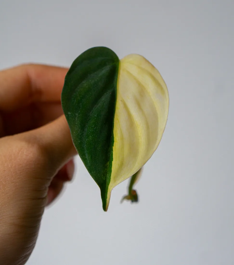 Odrezok Halfmoon Philodendron Micans variegatum