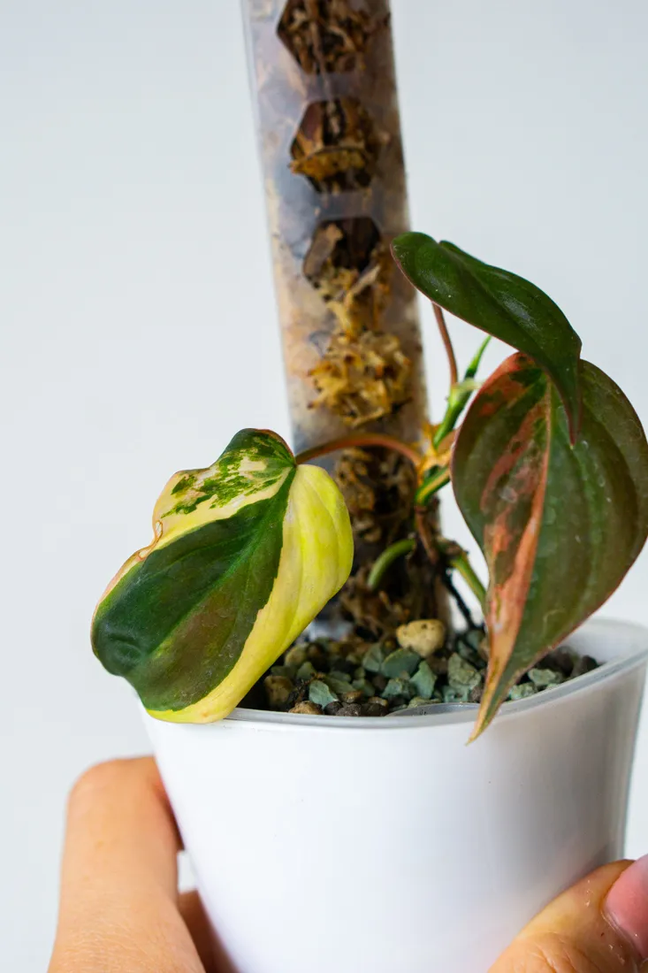 Philodendron Micans variegatum (semihydroponia)