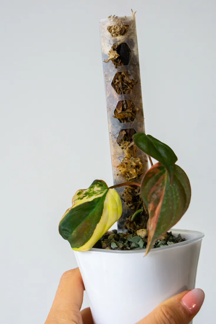 Philodendron Micans variegatum (semihydroponia)