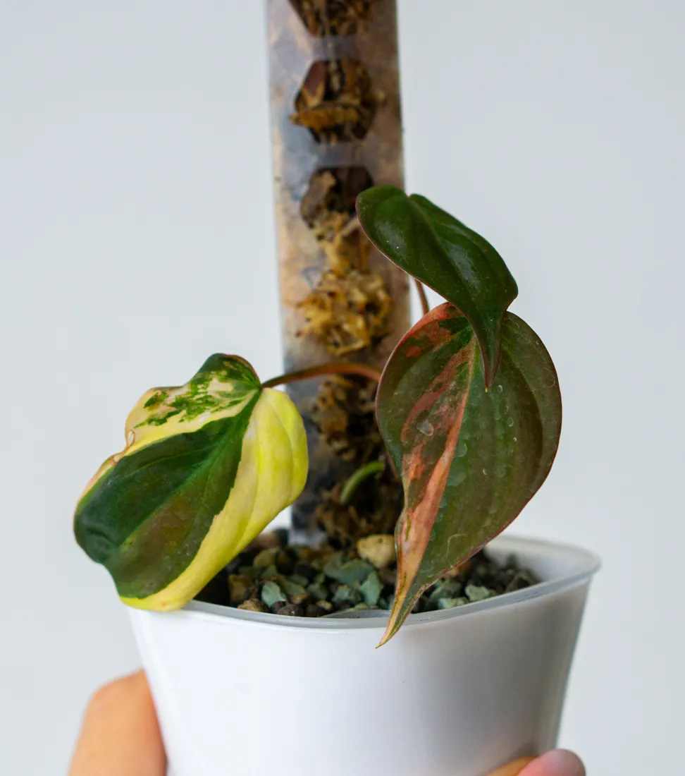 Philodendron Micans variegatum (semihydroponia)