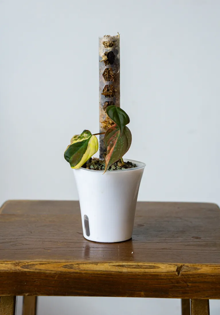 Philodendron Micans variegatum (semihydroponia)