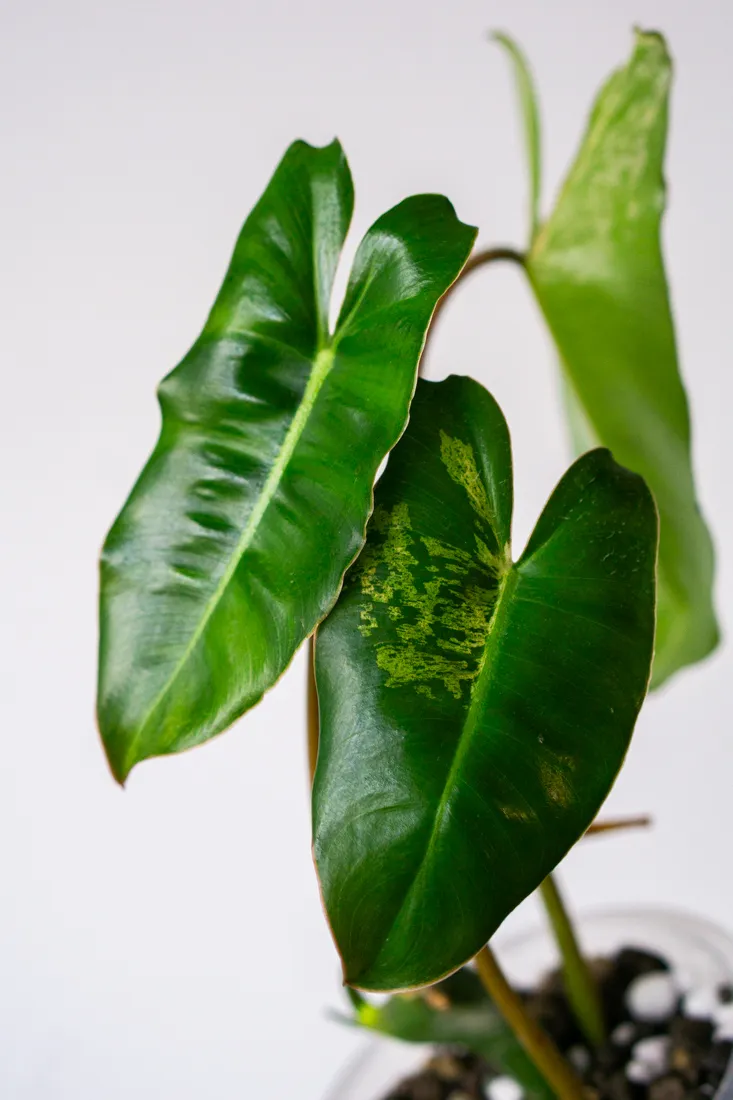 Philodendron Burle Marx Mint (semihydroponia)