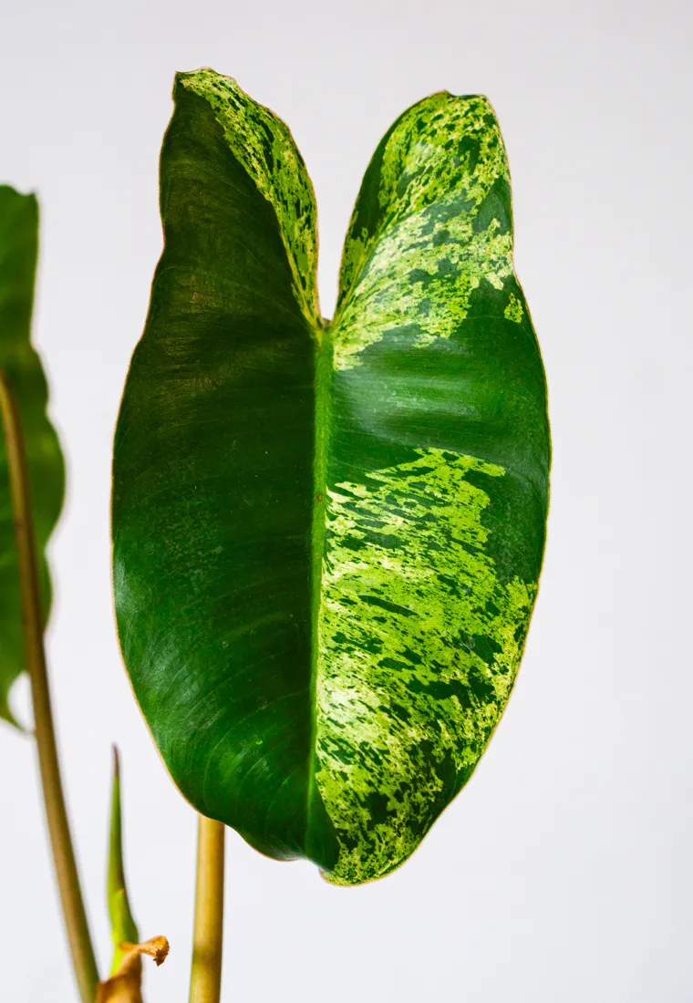 Philodendron Burle Marx Mint (semihydroponia)