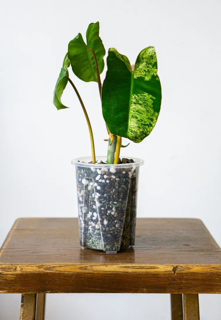 Philodendron Burle Marx Mint (semihydroponia)