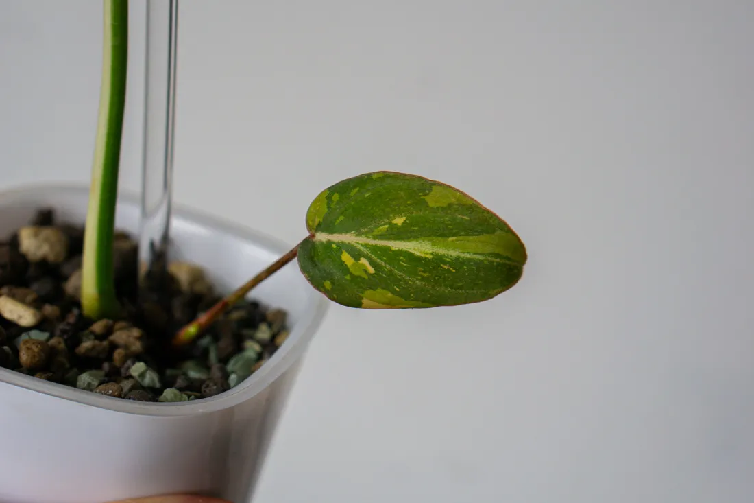 ?? Philodendron Gloriosum Tricolor