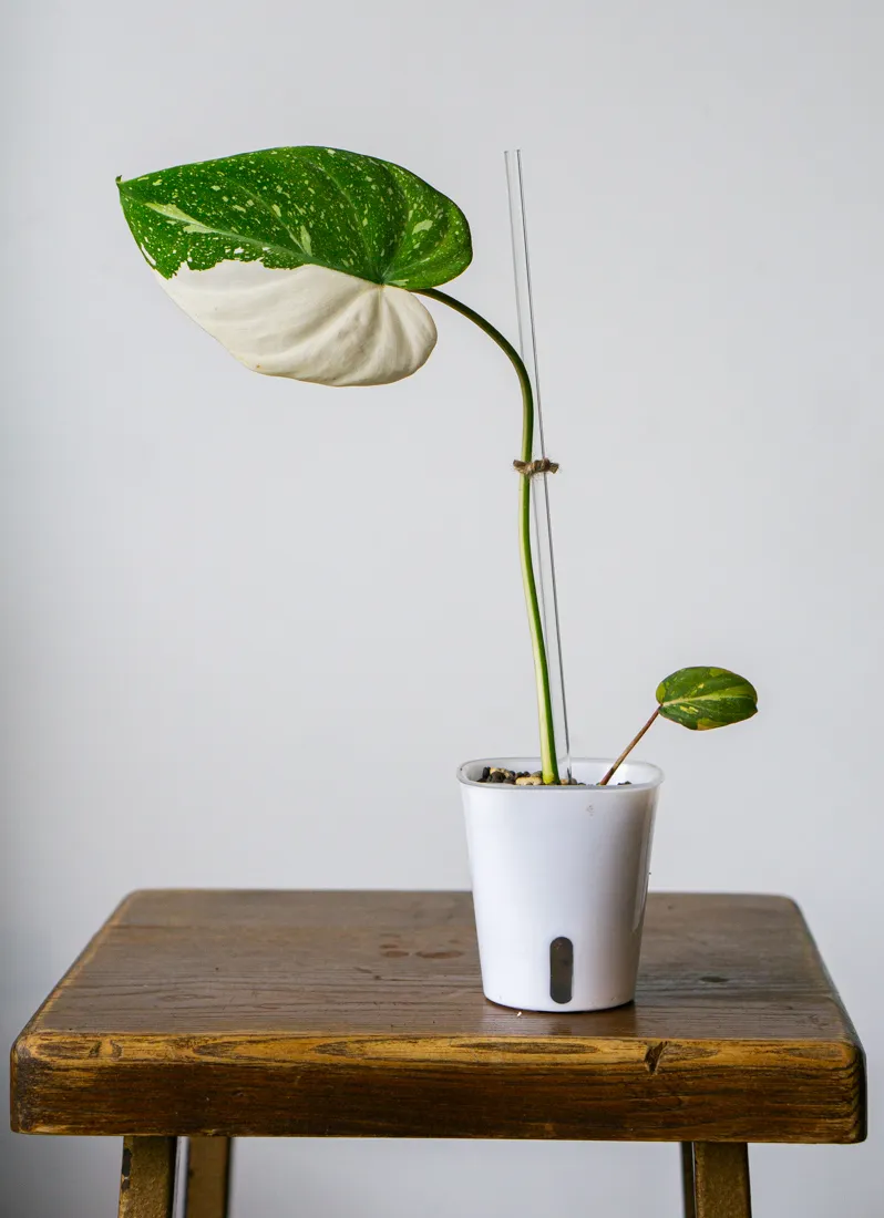 ?? Philodendron Gloriosum Tricolor