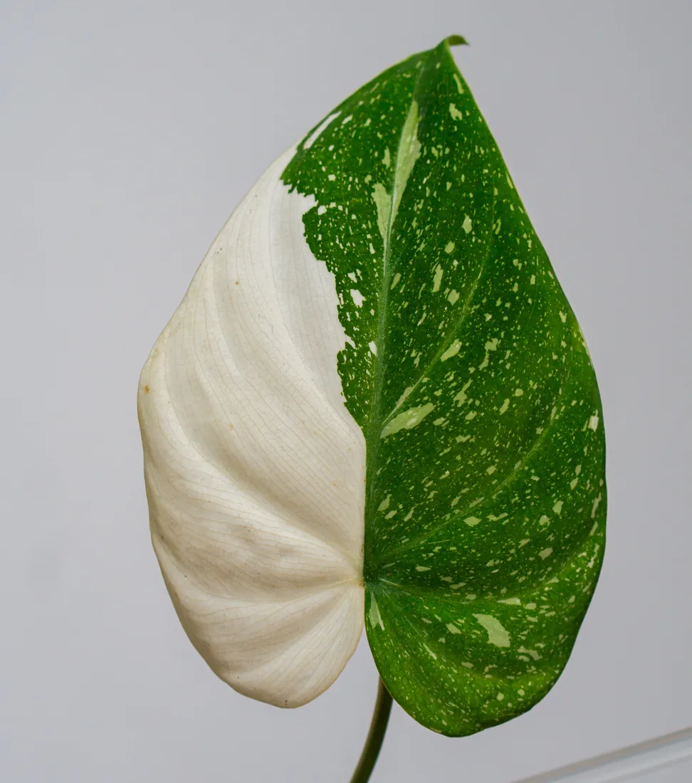 ?? Philodendron Gloriosum Tricolor