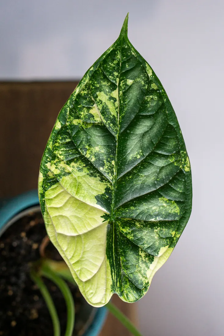 ?? Alocasia Baginda Dragon Scale variegata