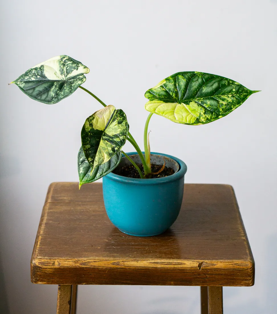 ?? Alocasia Baginda Dragon Scale variegata