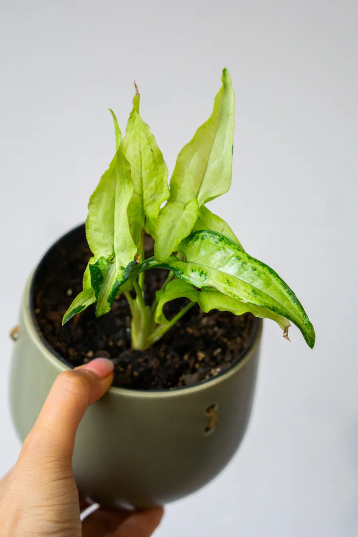 Syngonium Angustatum Variegatum