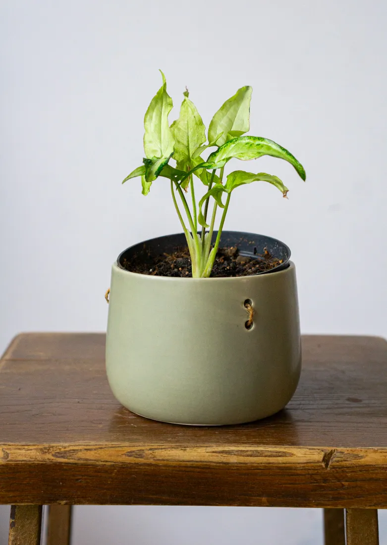 Syngonium Angustatum Variegatum