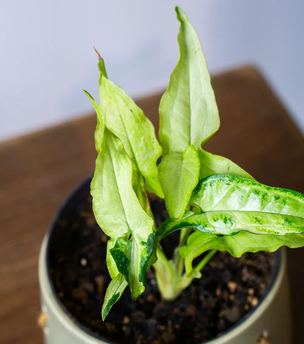 Syngonium Angustatum Variegatum