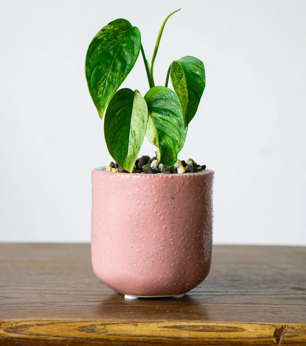 Monstera Laniata Mint (mierne poskodene listy)