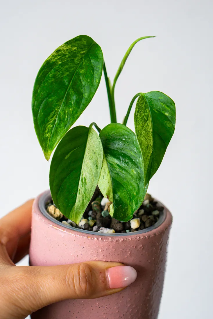 Monstera Laniata Mint (mierne poskodene listy)