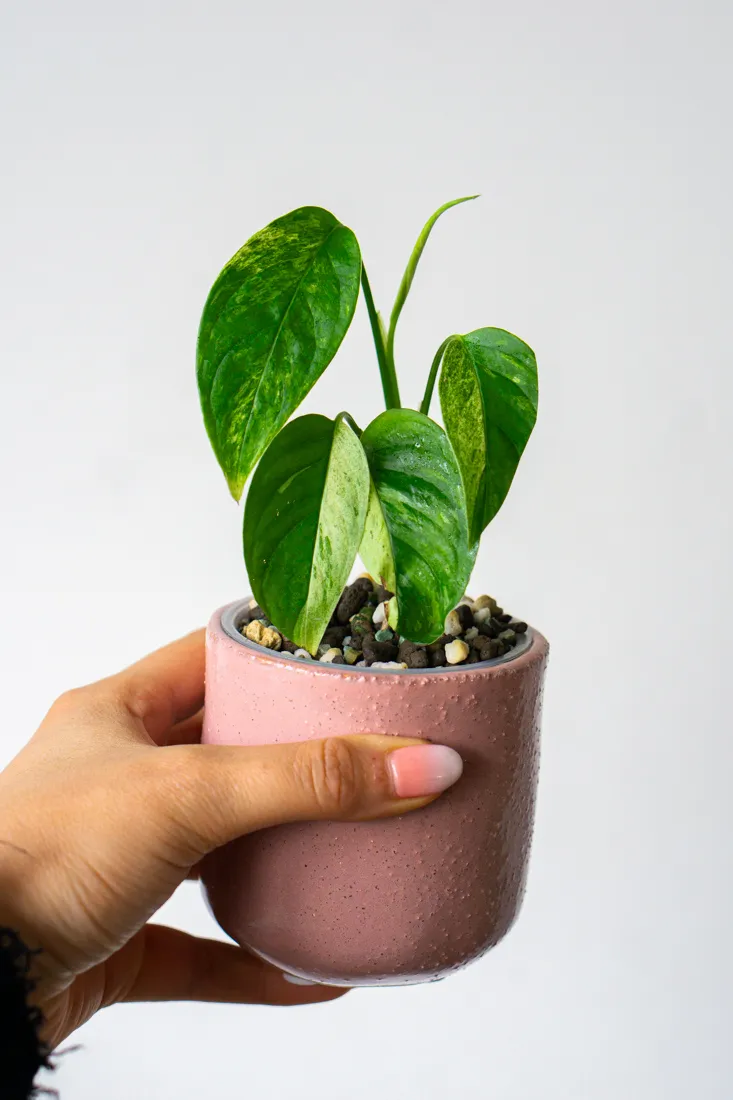 Monstera Laniata Mint (mierne poskodene listy)