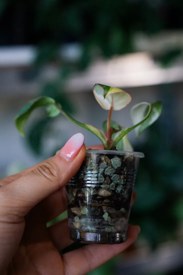 ?? Baby Philodendron Gloriosum Tricolor