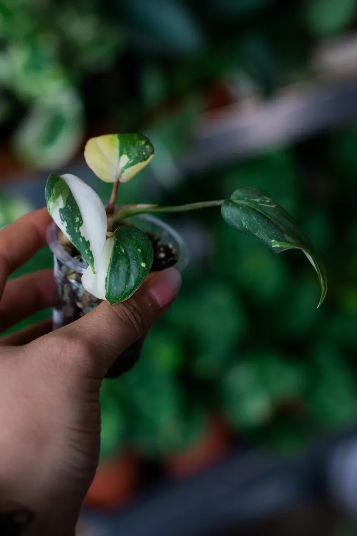 ?? Baby Philodendron Gloriosum Tricolor