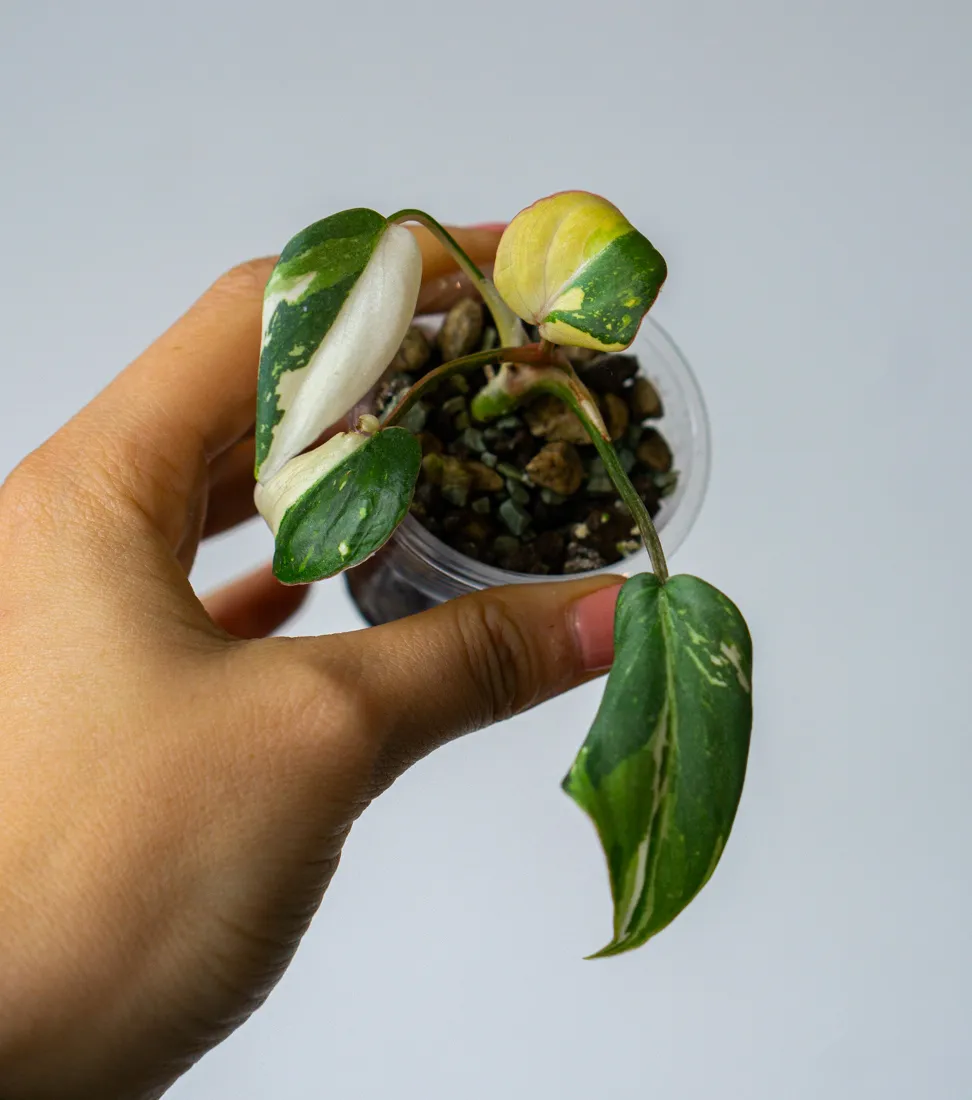 ?? Baby Philodendron Gloriosum Tricolor