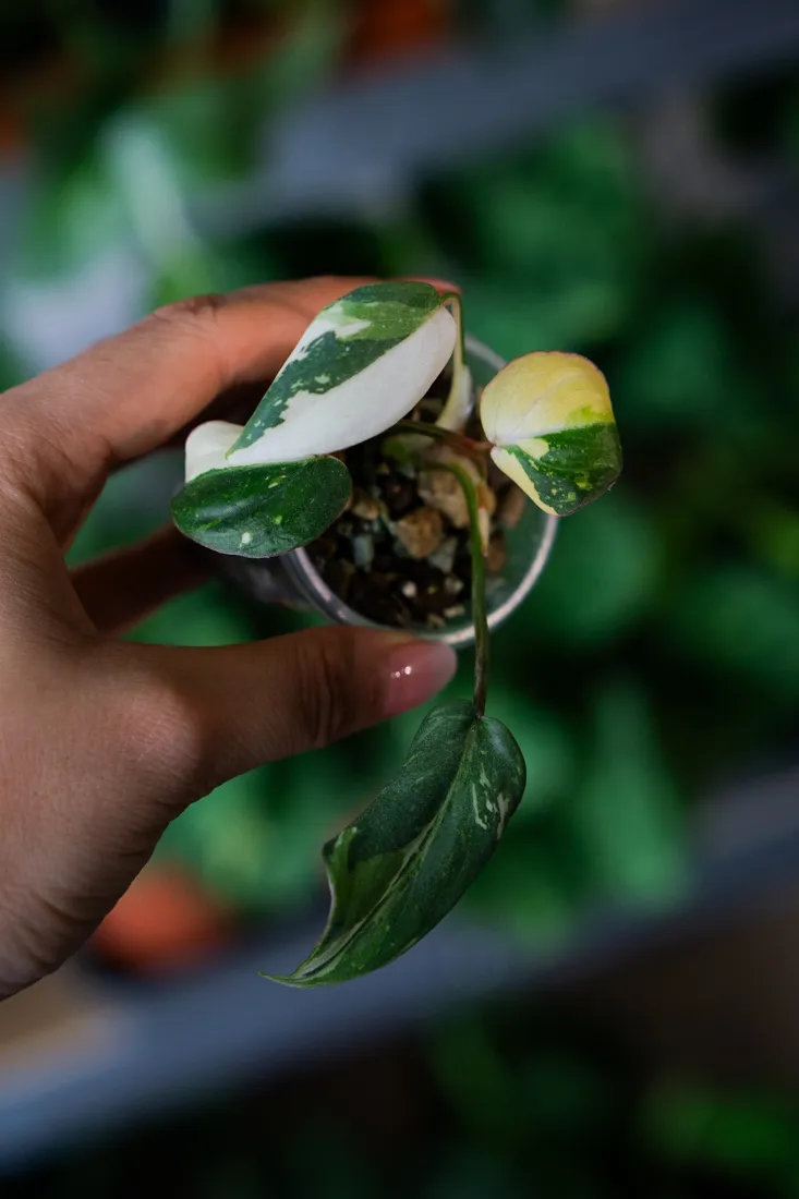 ?? Baby Philodendron Gloriosum Tricolor