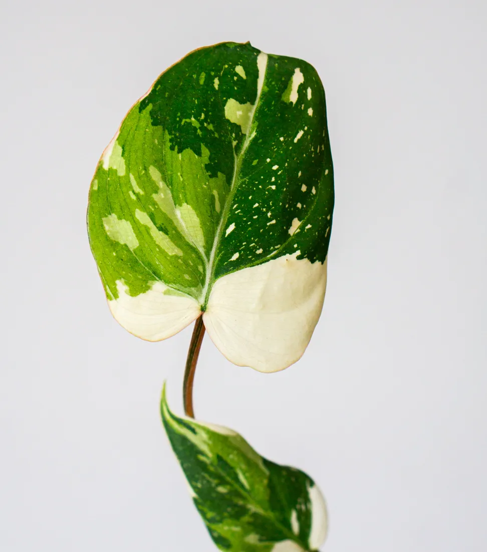 ?? Philodendron Gloriosum Tricolor (Zachran ma)