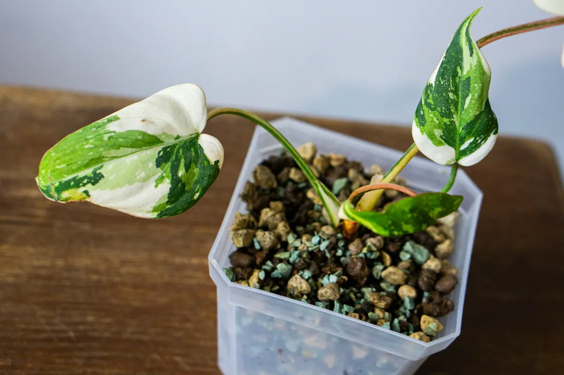 ?? Philodendron Gloriosum Tricolor (Zachran ma)