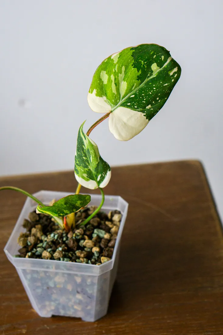 ?? Philodendron Gloriosum Tricolor (Zachran ma)