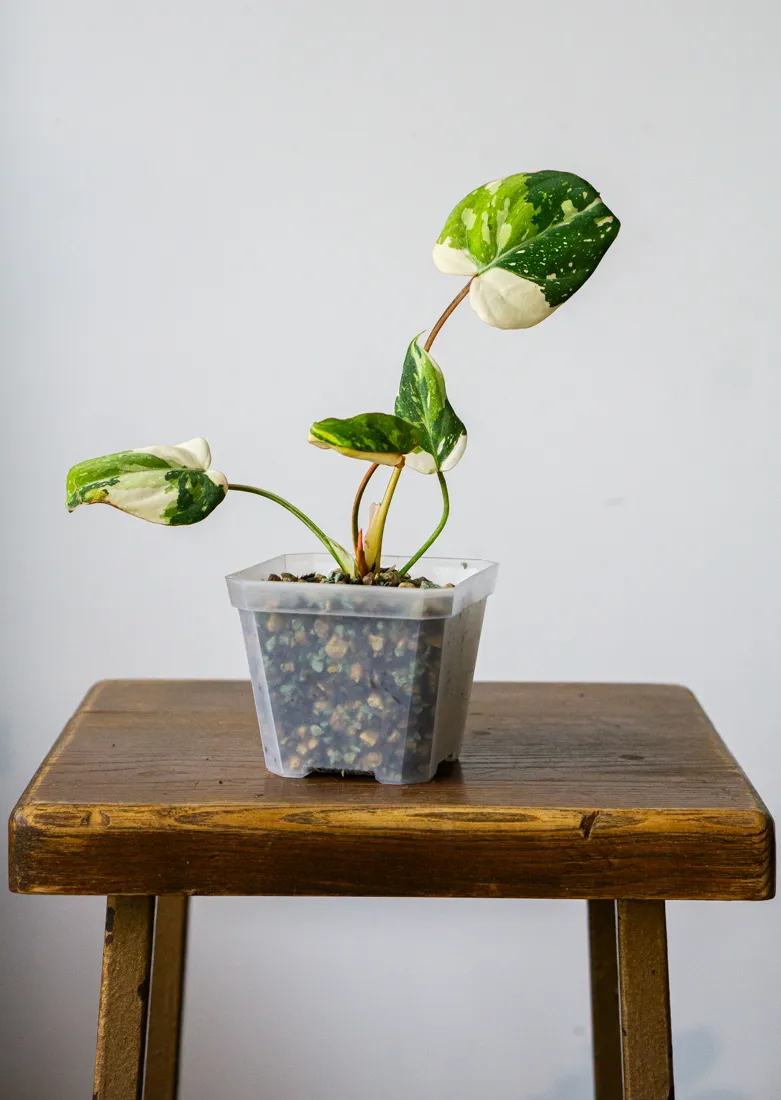 ?? Philodendron Gloriosum Tricolor (Zachran ma)