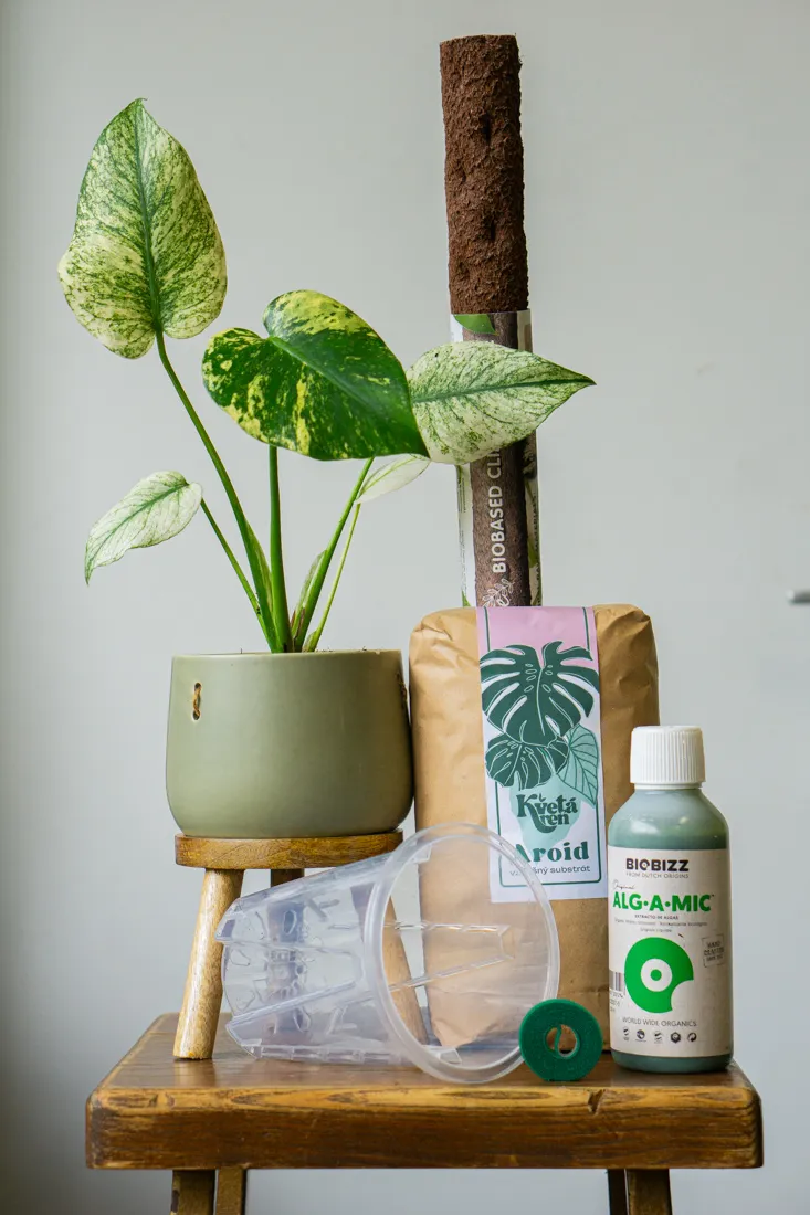 Set VARIEGATA - pre zdrave panasovane rastliny