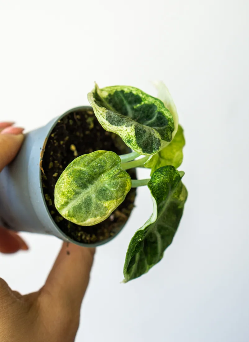 Alocasia Ninja variegata