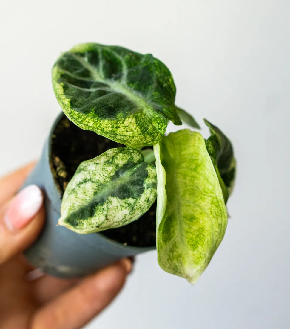 Alocasia Ninja variegata