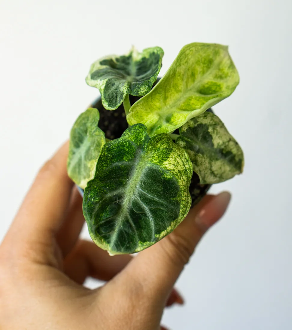 Alocasia Ninja variegata