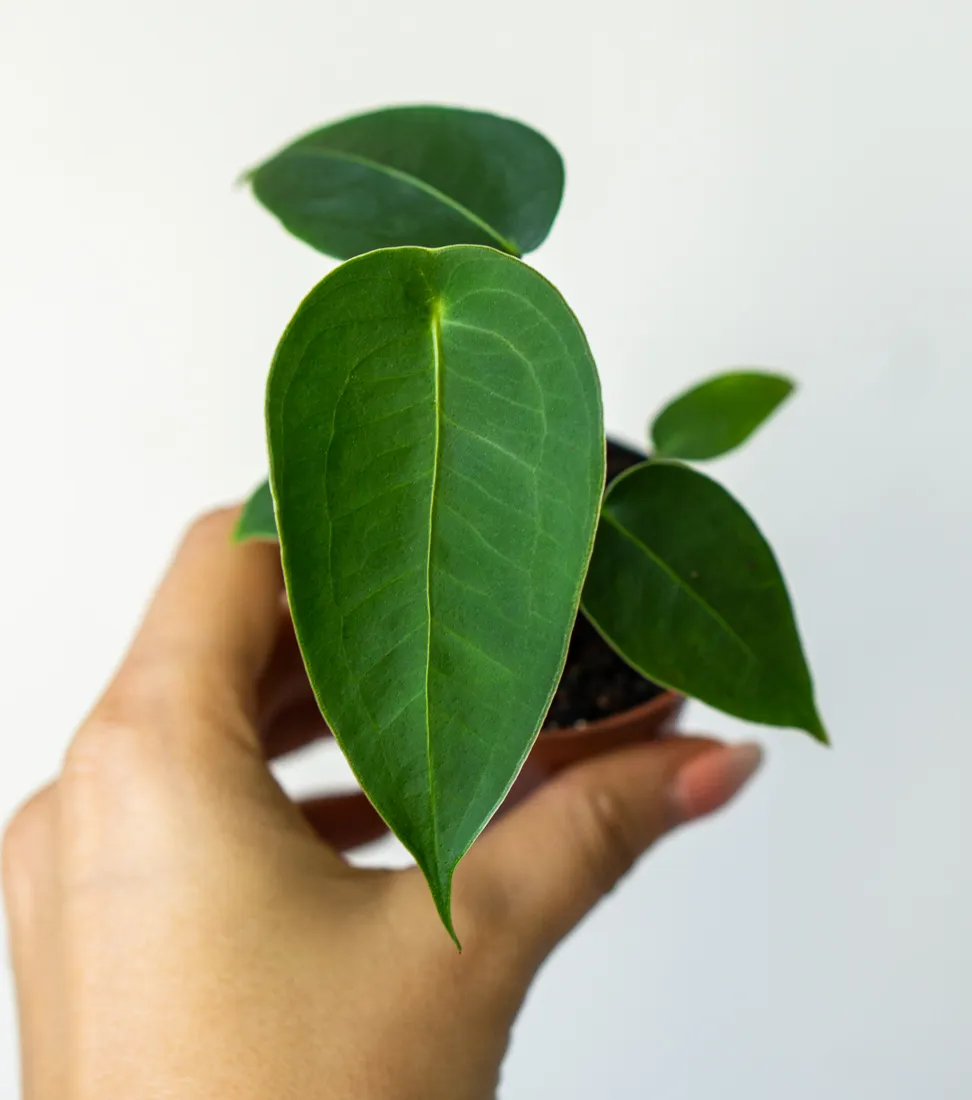 Anthurium Peltigerum (Flamingo plant)