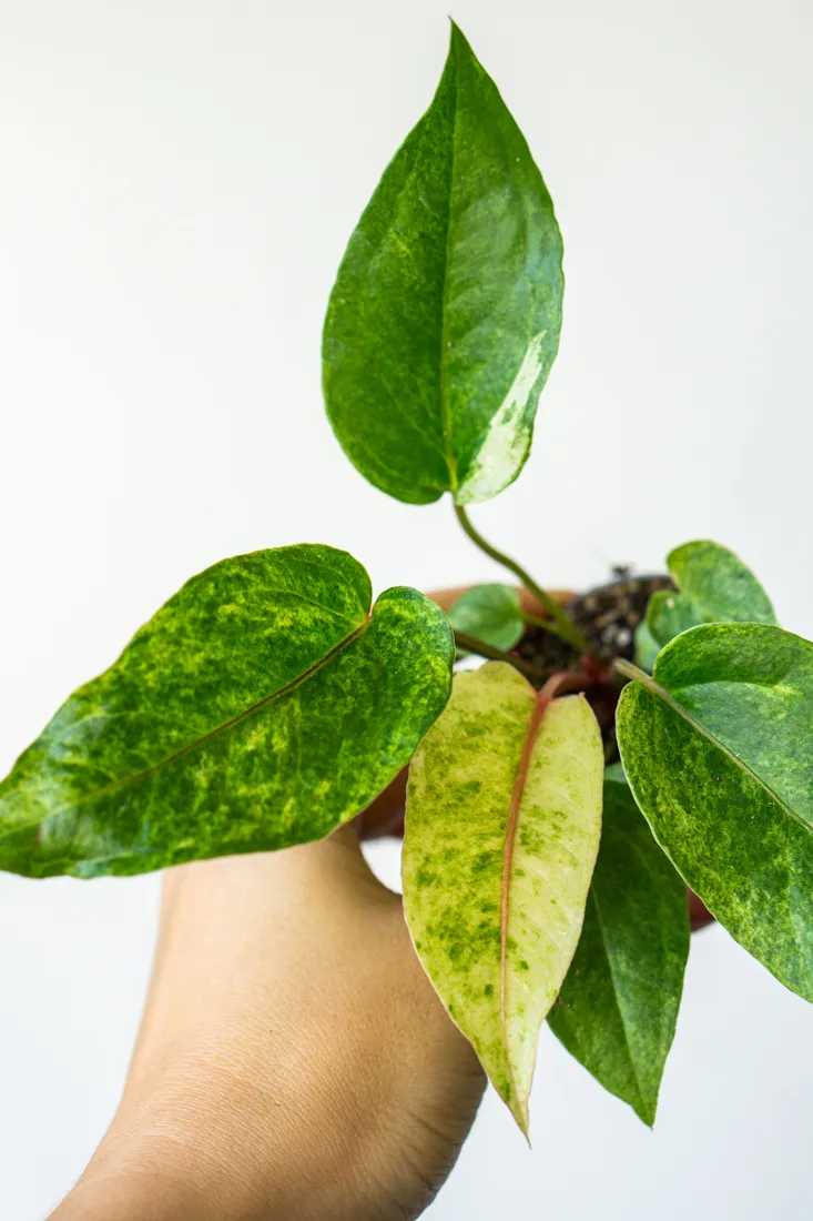 Baby Anthurium Renaissance variegata