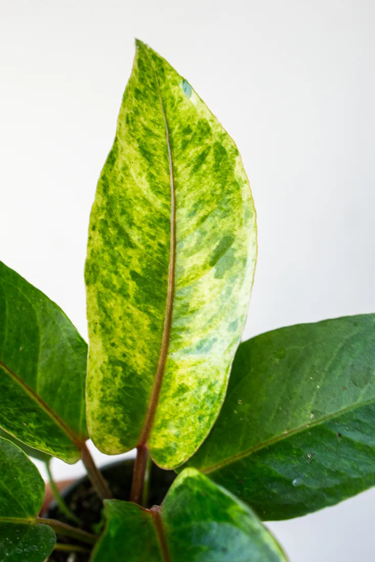 Baby Anthurium Renaissance variegata