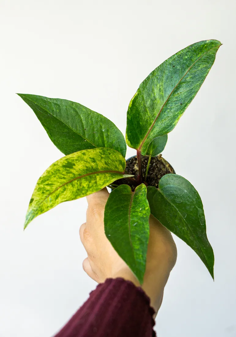 Baby Anthurium Renaissance variegata