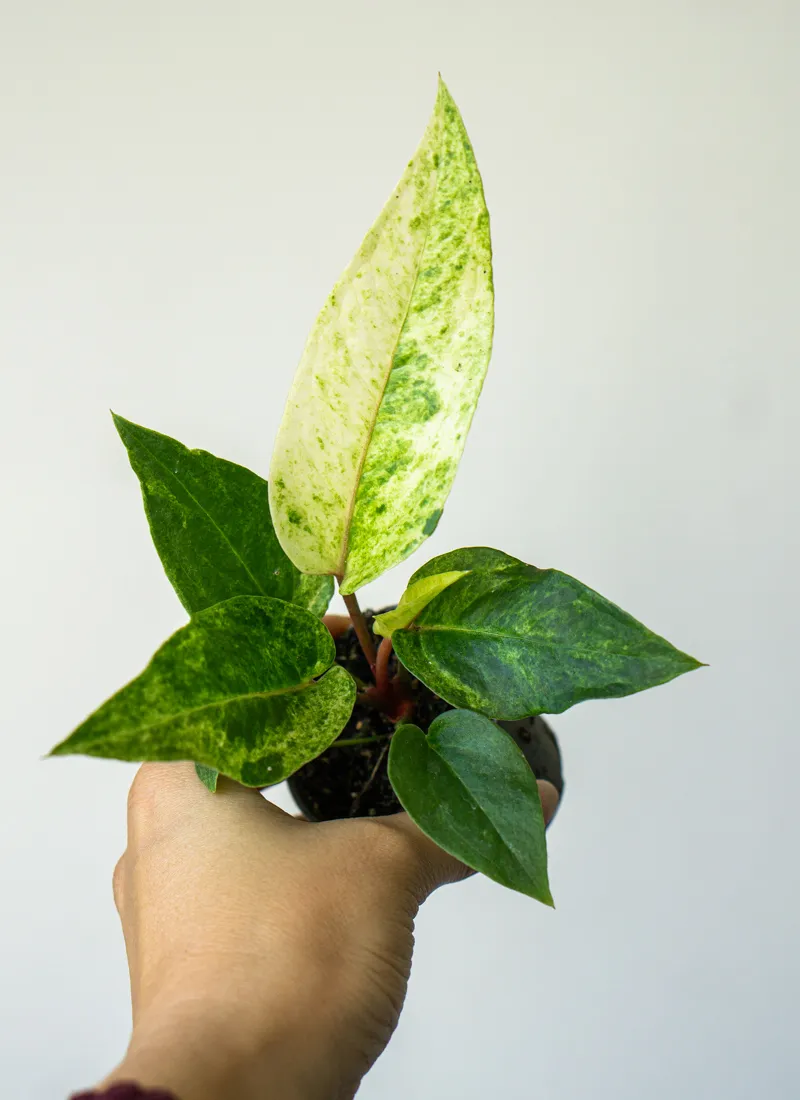 Baby Anthurium Renaissance variegata