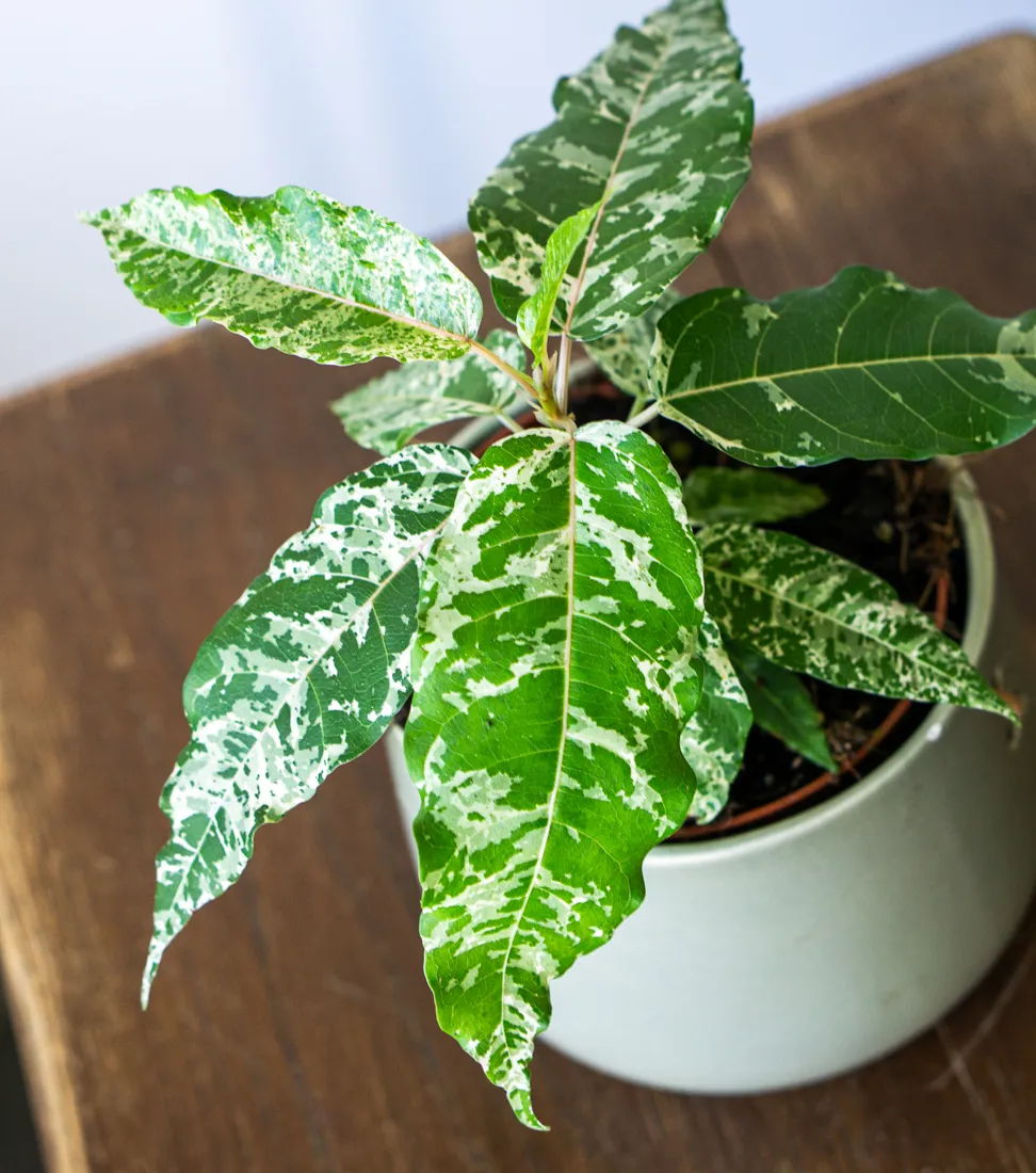 Ficus aspera variegata "Snowstorm"