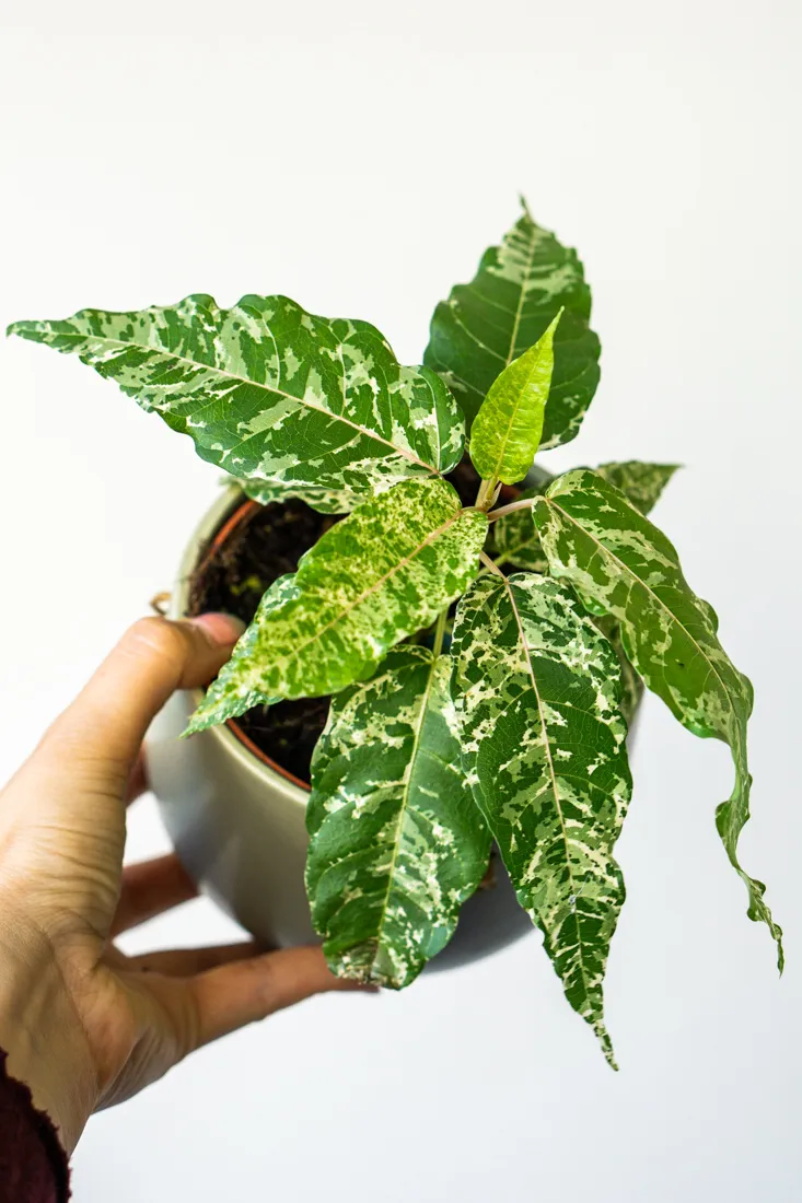 Ficus aspera variegata "Snowstorm"