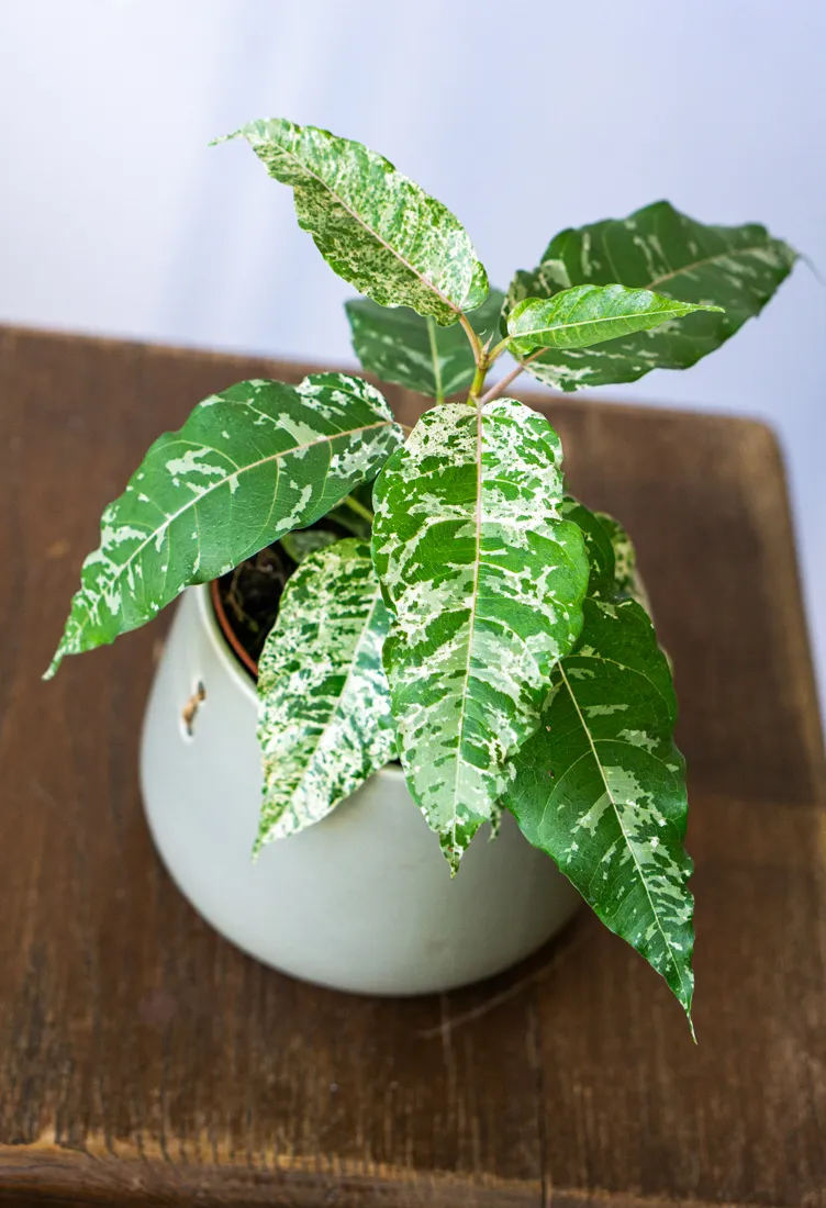 Ficus aspera variegata "Snowstorm"