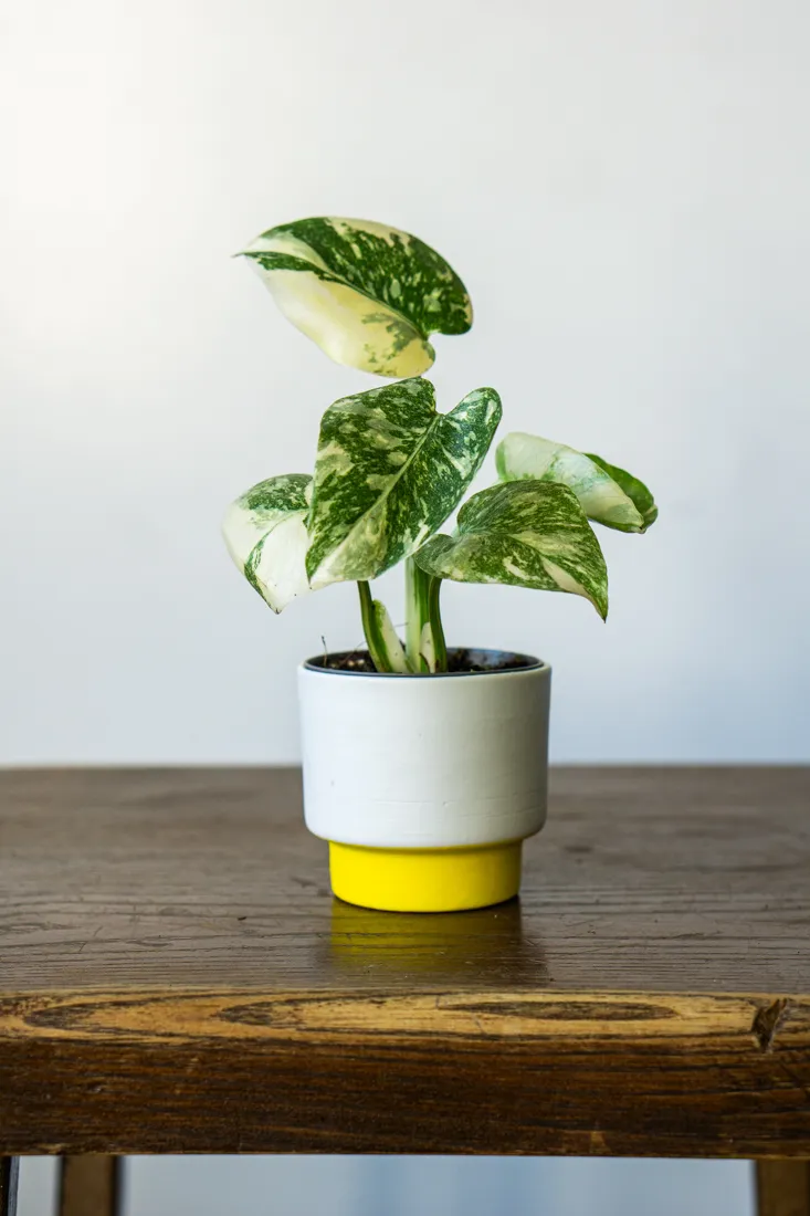 Baby Monstera Creme brulee