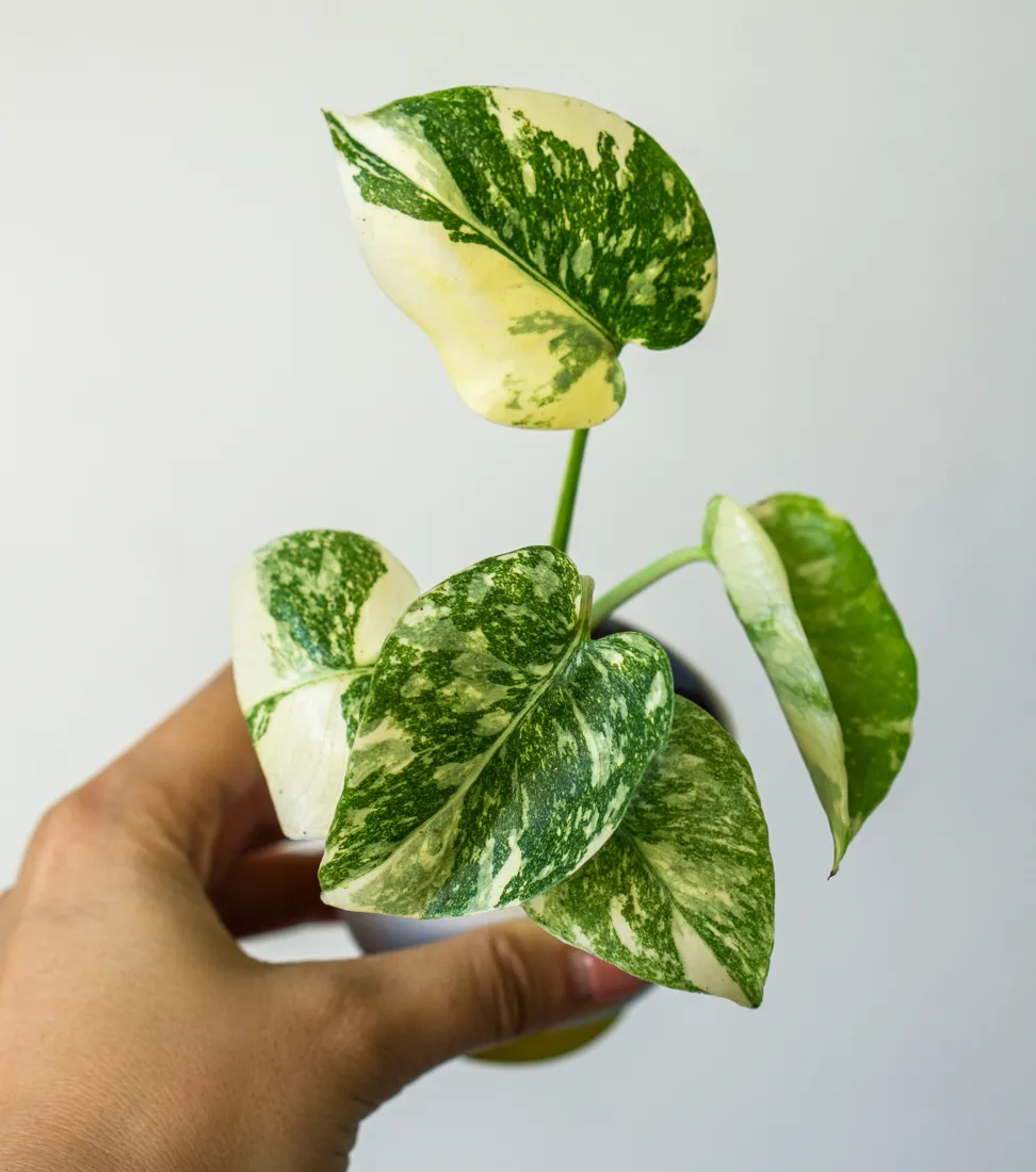 Baby Monstera Creme brulee