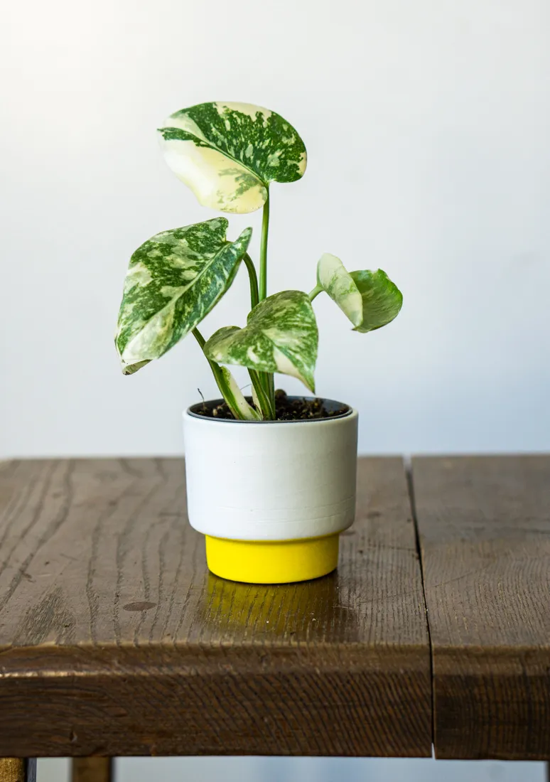 Baby Monstera Creme brulee