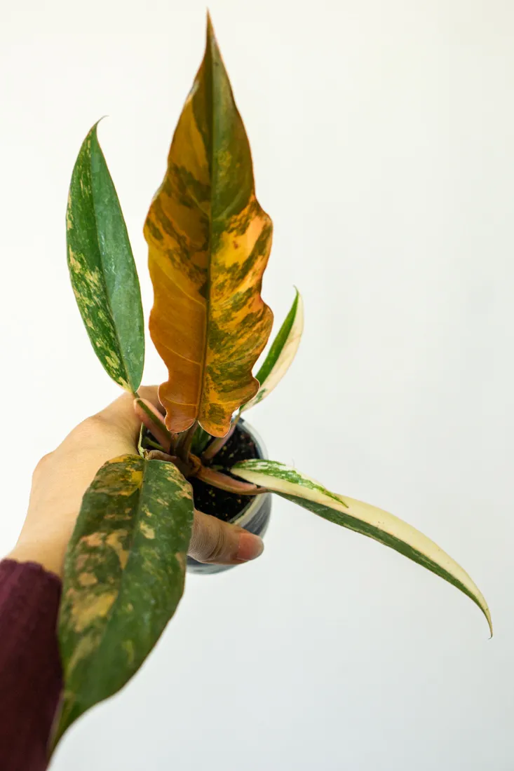 ?? Philodendron Caramel Marble - UNICORN