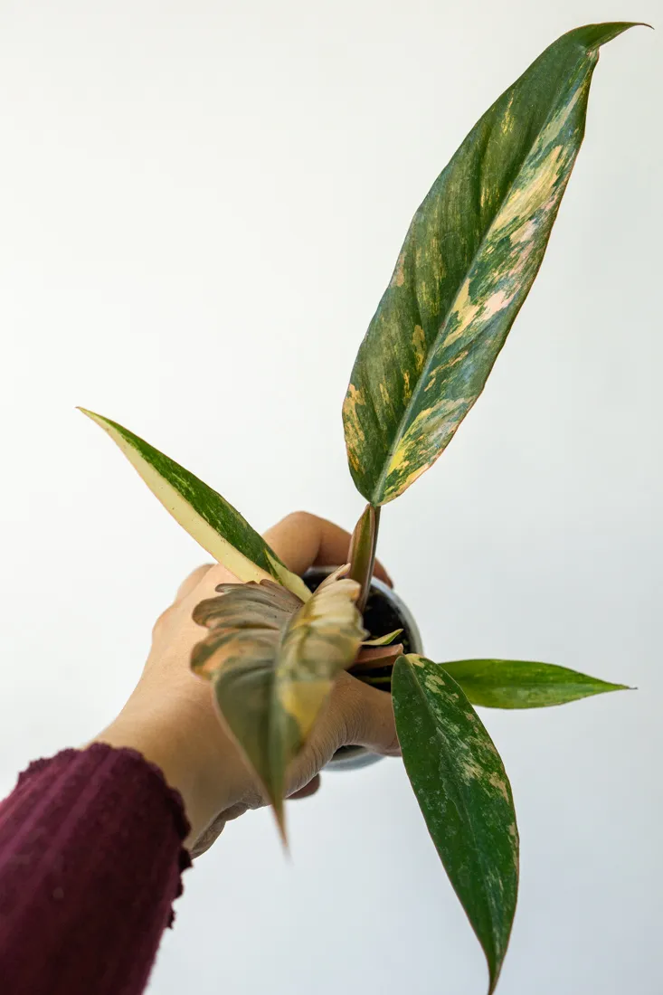 ?? Philodendron Caramel Marble - UNICORN