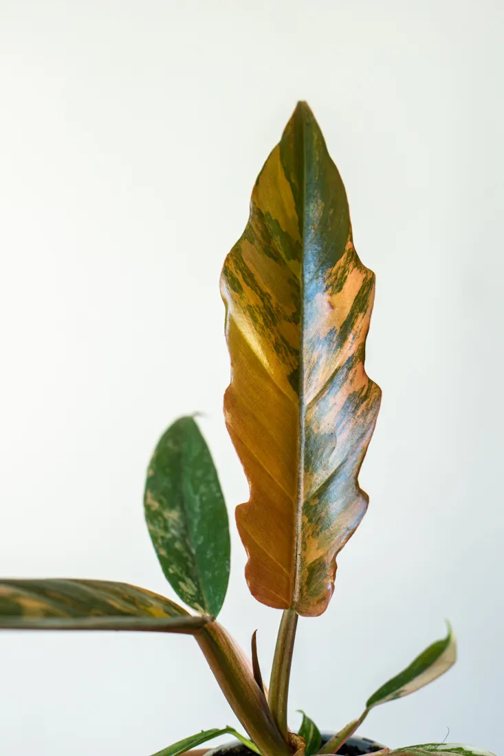 ?? Philodendron Caramel Marble - UNICORN