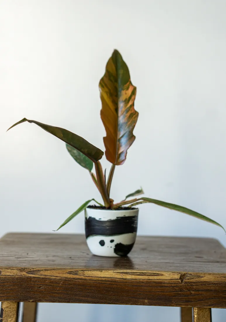 ?? Philodendron Caramel Marble - UNICORN