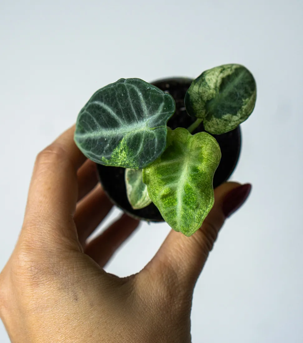 Alocasia Ninja variegata (2)