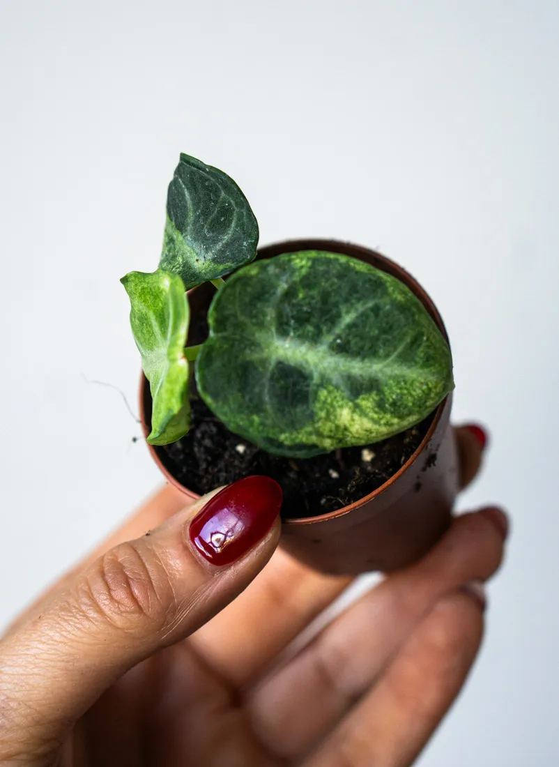 Alocasia Ninja variegata (2)