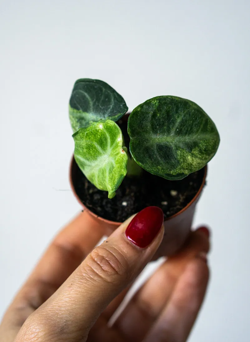 Alocasia Ninja variegata (2)
